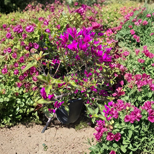 Purple Bougainvillea Bush – Bougainvillea hybrid Live Plant | 1–2 Feet Tall | Ships in 3 Gallon Pot  Vibrant Purple Blooms | Evergreen Flowering Shrub | Full Sun Lover