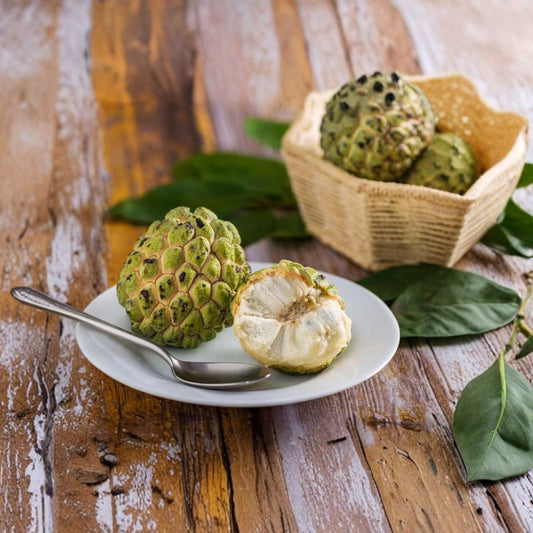 Sugar Apple – Annona squamosa Live Tropical Fruit Tree | 2 Feet Tall | Ships in 3 Gallon Pot  Sweet Custard Flavor | Early Bearing Tree | Compact & Tropical