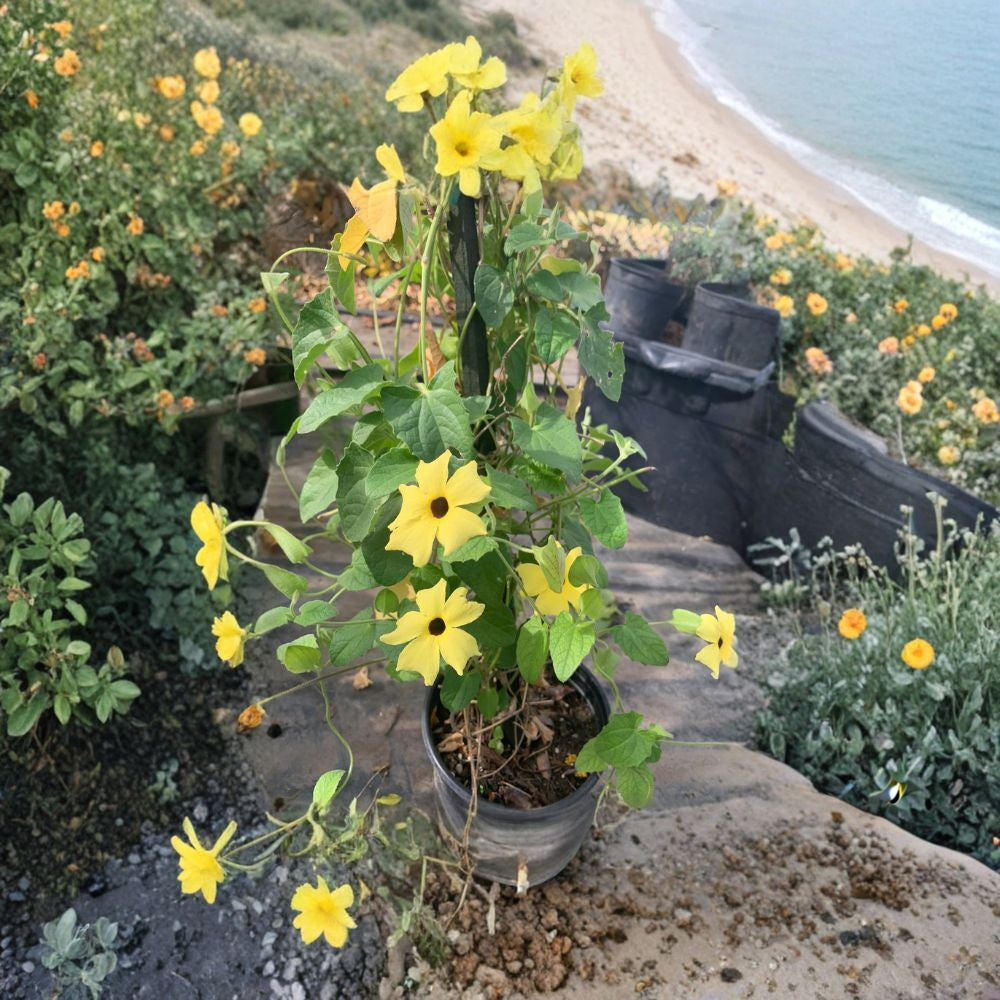 Yellow Thunbergia Alata Vine – Thunbergia alata Live Plant | 2 Feet Tall | Ships in 6" (1 Gallon) Pot  Bright Yellow Blooms | Fast-Growing Climber | Full Sun to Part Sun
