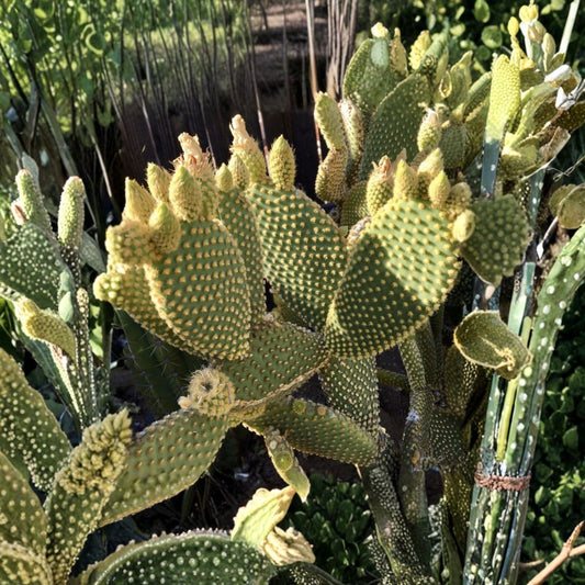 Bunny Ears Cactus Cuttings – Opuntia microdasys Live Pads | 5 Pack 5 Inch Cuttings | Polka Dot Cactus | Fast Growing Desert Plant | Easy Care