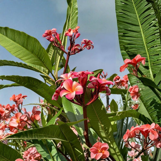 Pink Plumeria Cuttings – Plumeria frangipani Live Plant | 50 Unrooted Cuttings 10 Inch | Tropical Flower Tree | Bulk Starter Pack