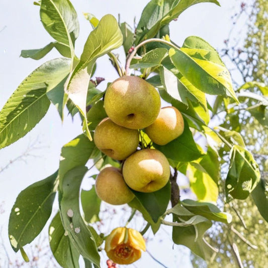 Hosui Asian Pear – Pyrus pyrifolia ‘Hosui’ Live Fruit Tree | 4 Feet Tall | Ships in 3 Gallon Pot  Sweet Crisp Flavor | Golden Russet Skin | Excellent Fresh Eating Pear