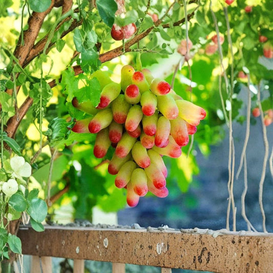 Halloween Fingers Grape Cuttings – 5 Pack Live Plant | Manicure Finger Grapes | 6–8 Inch Unrooted Cuttings | Rare Fruit Vine | For Rooting or Grafting