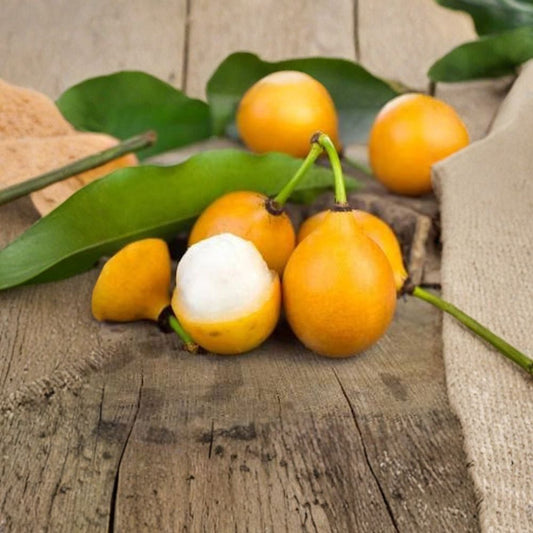 Achacha – Garcinia humilis Live Fruit Tree | 1–2 Feet Tall | Ships in 3 Gallon Pot  Bolivian Mangosteen | Sweet-Tart Tropical Fruit | Rare & Exotic