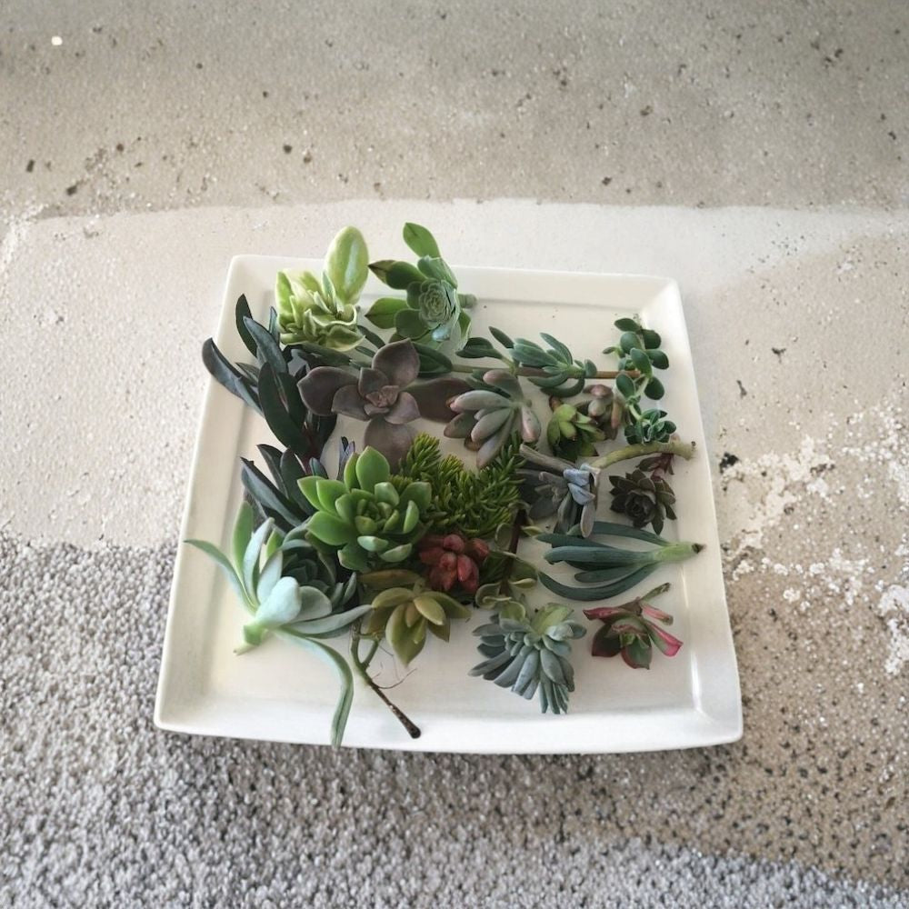 Mixed Succulent Cuttings – 15 Pack Live Plants | Assorted Varieties | Unrooted Succulent Mix | Easy Care Indoor Outdoor Plants