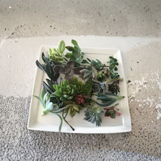 Mixed Succulent Cuttings – 15 Pack Live Plants | Assorted Varieties | Unrooted Succulent Mix | Easy Care Indoor Outdoor Plants