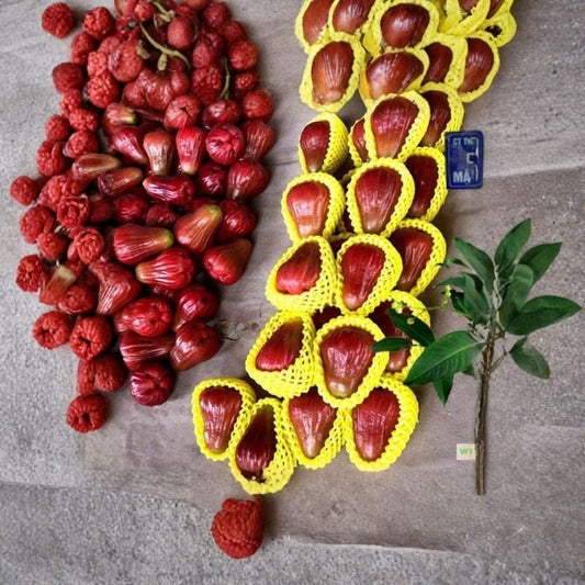 Mận Hồng Sóc Trăng – Soc Trang Wax Apple – Syzygium samarangense Live Fruit Tree | 3 Feet Tall | Ships in 3 Gallon Pot  Crisp Sweet Fruit | Vietnamese Favorite | Tropical Backyard Tree