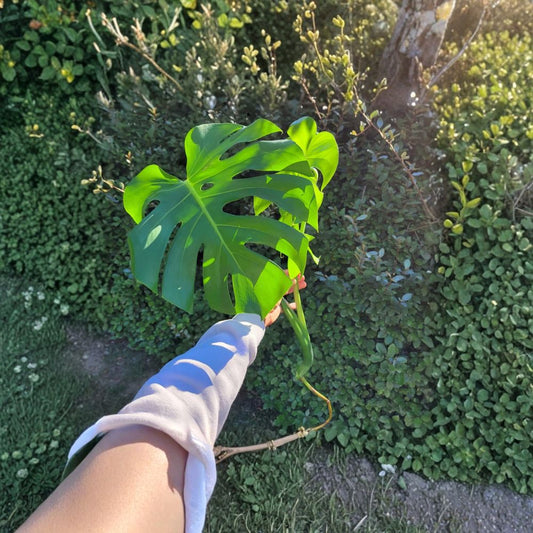 Large Monstera Deliciosa Rooted Cutting – Swiss Cheese Plant Live Cutting | Tropical Indoor Plant | Easy Care Houseplant | Home Decor Greenery