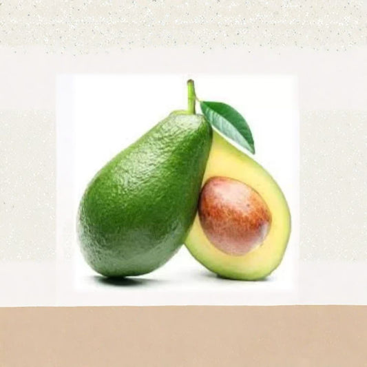 Bacon Avocado Tree – Persea americana ‘Bacon’ Grafted Tree | 1–2 Feet Tall | Ships in 6 Inch Pot  Cold Hardy Avocado | Creamy Green Flesh | Backyard Fruit Tree