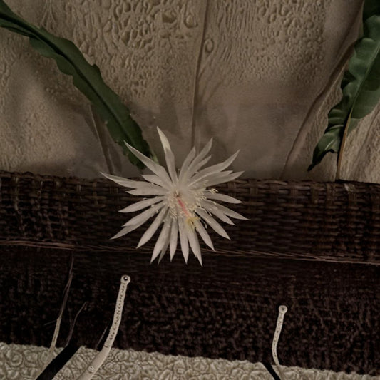 Epiphyllum Oxypetalum Cuttings – Queen of the Night Orchid Cactus | 4 Live Plant Cuttings + 1 Free | Night Blooming Succulent | Easy to Grow