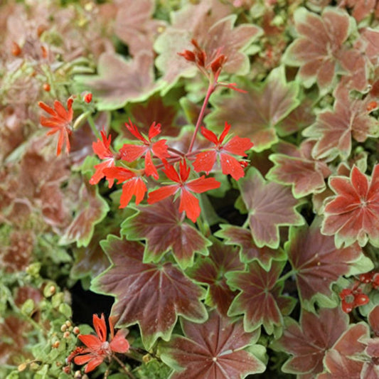 Geranium ‘Vancouver Centennial’ – Pelargonium x hortorum Live Plant | Ships in 6" (1 Gallon) Pot  Bronze & Chartreuse Foliage | Bright Orange-Red Blooms | Patio Favorite