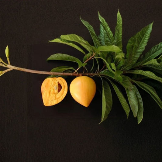 Canistel – Pouteria campechiana Live Tree | 3–4 Feet Tall | Ships in 7 Gallon Pot  Eggfruit Tree | Sweet Custard-Like Flavor | Tropical Fruit Favorite
