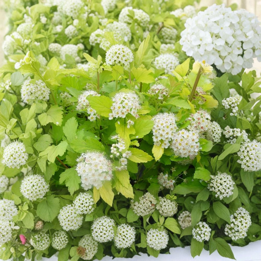 Physocarpus ‘Nugget’ – Ninebark Live Starter Plant | 12 Inches Tall | Includes Nursery Pot Golden Foliage Shrub | Hardy Landscape Plant | Easy to Grow