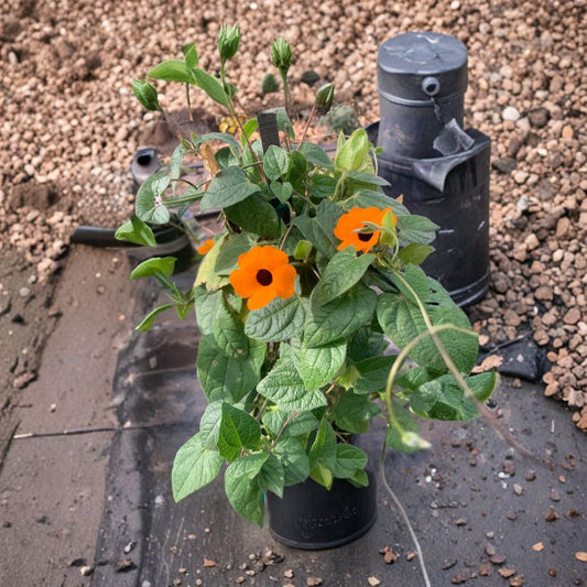Orange Thunbergia Alata – Black-Eyed Susan Vine Live Flowering Vine | 2 Feet Tall | Includes 6" Pot  Bright Orange Blooms | Fast Growing Climber | Sun Loving
