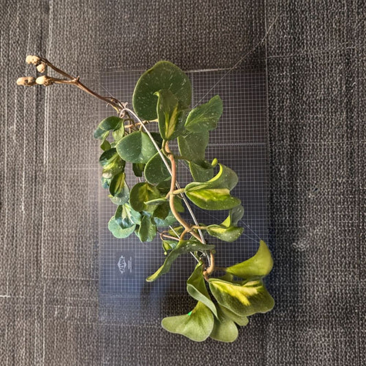 Hoya Obovata Variegated Cutting – 1 Node Inner Variegation | Splash Hoya | Rare Wax Plant | Collector Houseplant