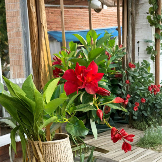 Red Mandevilla – Mandevilla hybrid Live Plant | Ships in 4" Pot  Bold Red Blooms | Tropical Climbing Vine | Perfect for Small Spaces