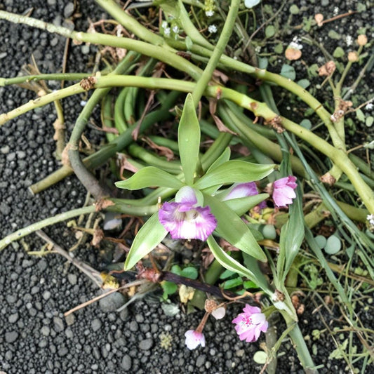 Vanilla Dilloniana Orchid Cutting – Rare Vanilla Orchid 25 Inch Mature Cutting | Tropical Climbing Orchid | Collector Plant