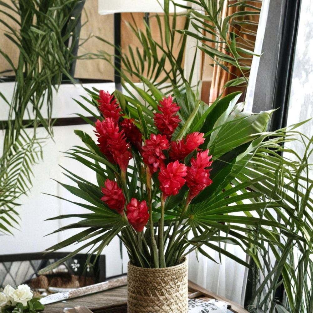 Hawaiian Red Ginger Plant – Alpinia purpurata | Small Rooted Starter | 4–8 Inches Tall | Tropical Flowering Plant | Ships in Pot