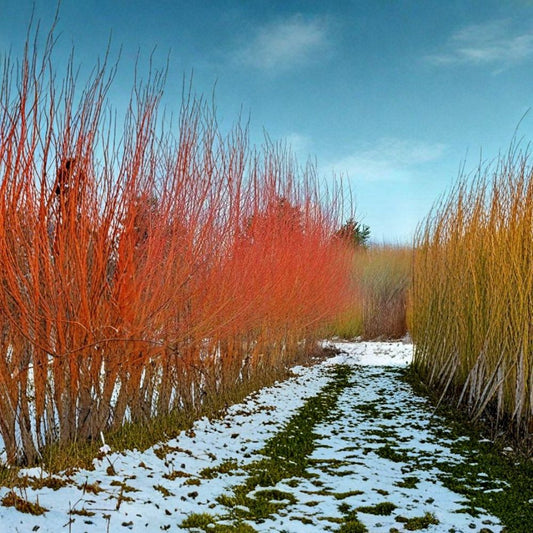 Flame Willow Tree Cuttings – Salix alba var. vitellina | Set of 4 Live Cuttings | 9 Inches Long | Vibrant Red & Orange Bark | Fast Growing Privacy Tree