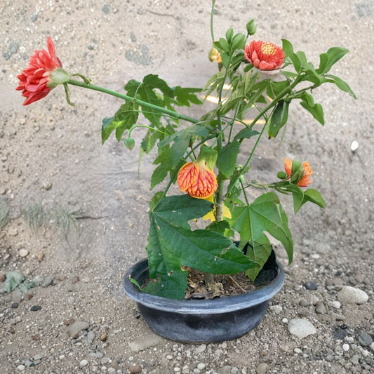 Abutilon ‘Tiger Eye’ – Abutilon hybrid Live Flowering Shrub | 2–3 Feet Tall | Includes 3 Gallon Pot  Lantern Blooms | Tropical Look | Long Blooming