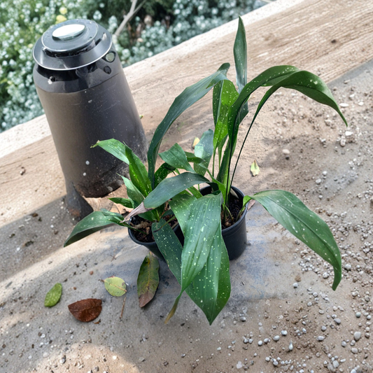 Cast Iron Plant ‘Milky Way’ – Aspidistra elatior ‘Milky Way’ Live Shade Plant | 1–2 Feet Tall | Shipped in 1 Gallon Pot  Speckled Starry Foliage | Extremely Hardy | Low-Light Favorite