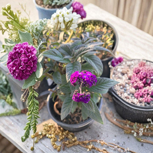 Heliotrope ‘Fragrant Delight’ – Heliotropium arborescens Live Fragrant Plant | 1 Foot Tall | Ships in 1 Gallon Pot  Vanilla-Like Scent | Deep Purple Flowers | Shade Loving Perennial