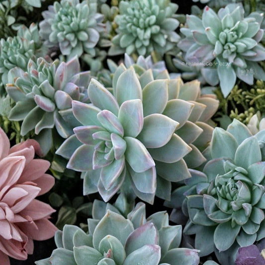 Graptopetalum Paraguayense Cuttings – Ghost Plant Succulent | 3 Unrooted Rosettes 2.5 Inch | Easy Propagation | Pastel Succulent Plant