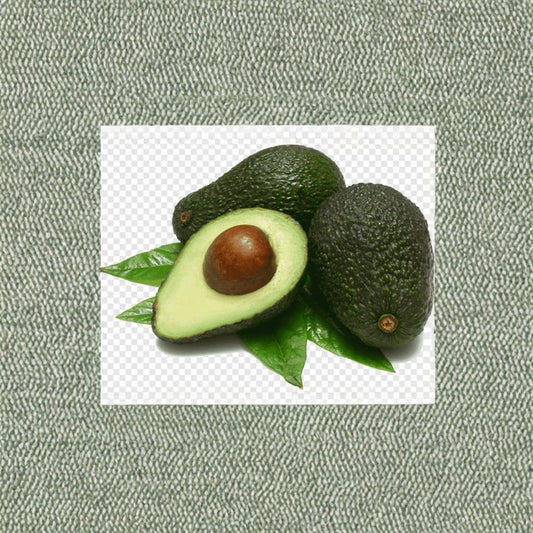 Leavens Hass Avocado Tree – Persea americana ‘Hass’ Live Grafted Tree | 1 Foot Tall | Ships in Plastic Bag  Creamy Buttery Fruit | Early Bearing | Popular Hass Variety
