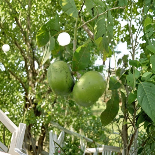 Black Sapote – Diospyros digyna Grafted Tropical Fruit Tree | 2–3 Feet Tall | Ships in 3 Gallon Pot  “Chocolate Pudding” Fruit | Sweet Custardy Flesh | Container Friendly