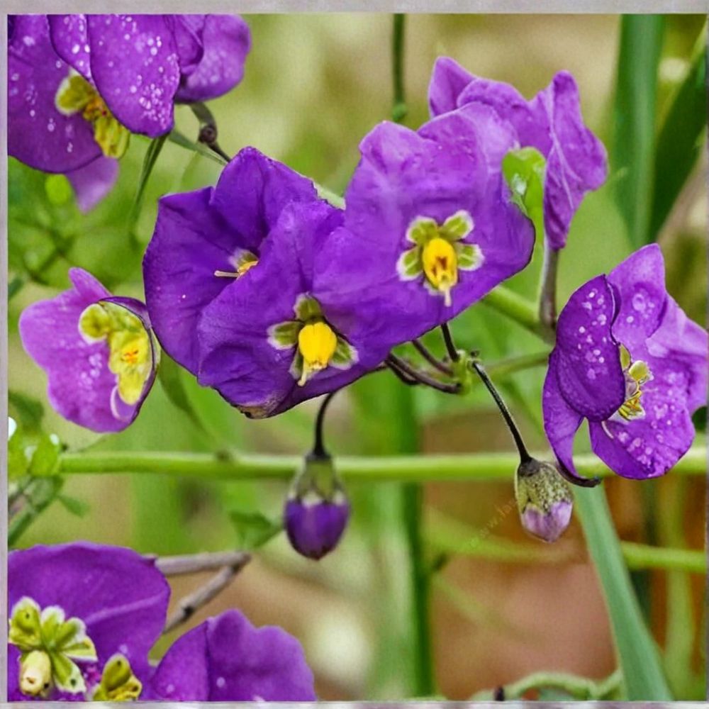 King’s Mantle Cuttings – Thunbergia erecta Live Plant | 7 Unrooted 6 Inch Cuttings | Purple Flowering Shrub Vine | Tropical Garden Plant