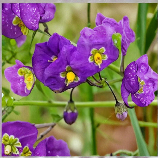 King’s Mantle Cuttings – Thunbergia erecta Live Plant | 7 Unrooted 6 Inch Cuttings | Purple Flowering Shrub Vine | Tropical Garden Plant