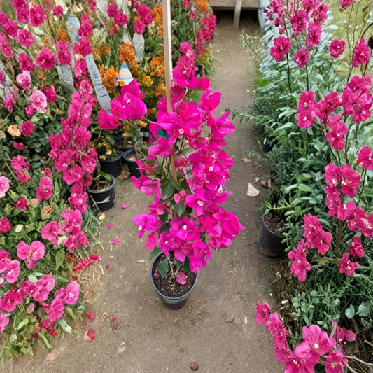 Bougainvillea ‘Miami Pink’ – Bougainvillea hybrid Live Plant | 2 Feet Tall | Ships in 3 Gallon Pot  Bright Pink Blooms | Tropical Flowering Vine | Full Sun Performer