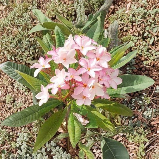 Hawaiian Royal Pink Plumeria Cutting – 10 Inch Fragrant Frangipani | Tropical Flower Plant Cutting | Bare Root | Highly Scented