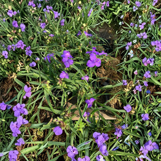 Purple Spiderwort – Tradescantia spp. Live Flowering Perennial | Lavender-Purple Blooms | Ships in Nursery Pot  Spring & Summer Flowers | Sun or Shade Tolerant | Easy Care Garden Plant