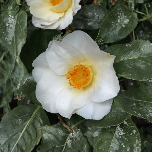 Camellia ‘White Swan’ – Camellia japonica Live Plant | 1 Foot Tall | Ships in 6" Pot  Elegant White Blooms | Evergreen Shrub | Partial Sun Favorite