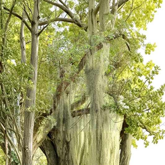 Live Spanish Moss – 10 Gallons Fresh Tillandsia Air Plant | Florida Harvested | Natural Craft & Plant Filler | Hanging Décor