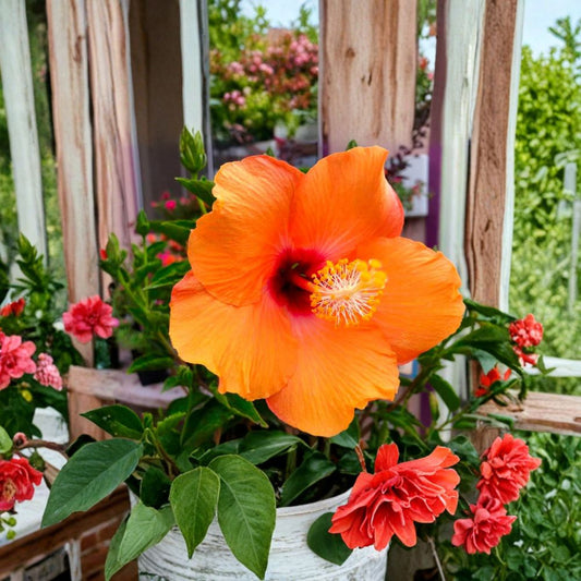 Hardy Hibiscus Cuttings – Hibiscus moscheutos Live Plant | 7 Unrooted 5–7 Inch Cuttings | Rose Mallow Flower | Tropical Style Perennial