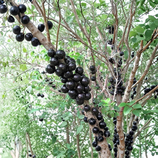 Jaboticaba – Myrciaria cauliflora Live Tropical Fruit Tree | 3 Feet Tall | Ships in 3 Gallon Pot  Cauliflorous Grape-Like Fruit | Rare Exotic Tree | Bigger Trunk Specimen