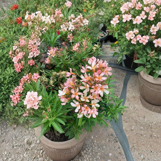 Nerium Oleander ‘Petite Salmon’ – Nerium oleander Live Plant | Ships in 6" Pot  Compact Salmon Blooms | Dwarf Evergreen Shrub | Full Sun Favorite