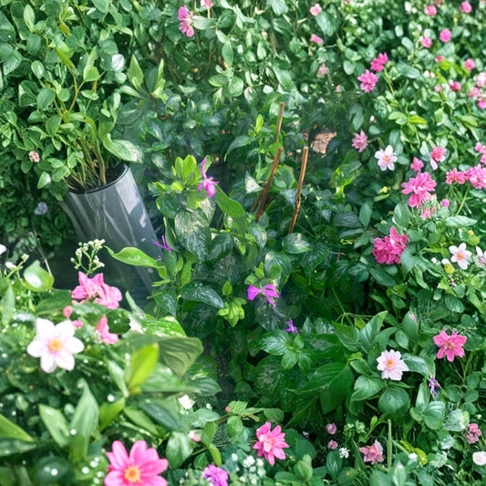 Magenta Leaf (Lá Cẩm) – Peristrophe roxburghiana Live Edible Plant | 2 Feet Tall | Ships in 6 Inch Pot  Natural Purple Dye Plant | Vibrant Foliage | Culinary & Cultural Favorite