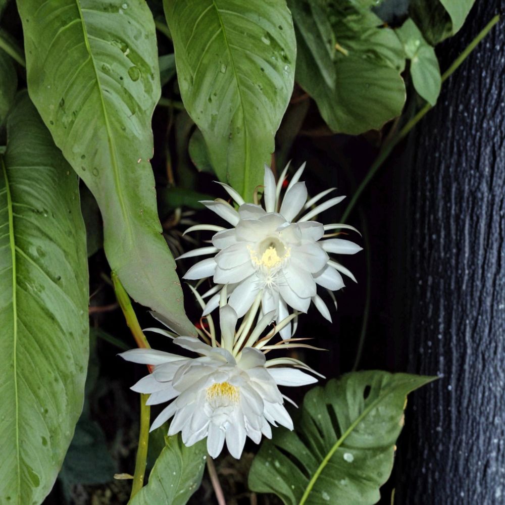 Epiphyllum Oxypetalum Cuttings – Queen of the Night Orchid Cactus | 3 Unrooted 6 Inch Cuttings | Night Blooming Plant | Fragrant Flowers