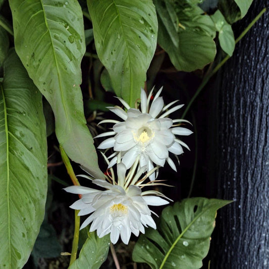 Epiphyllum Oxypetalum Cuttings – Queen of the Night Orchid Cactus | 3 Unrooted 6 Inch Cuttings | Night Blooming Plant | Fragrant Flowers