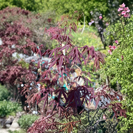 Acer palmatum ‘Atropurpureum’ – Red Japanese Maple Live Plant | 1–2 Feet Tall | Ships in 1 Gallon Pot  Classic Red Foliage | Elegant Ornamental Tree | Landscape Favorite