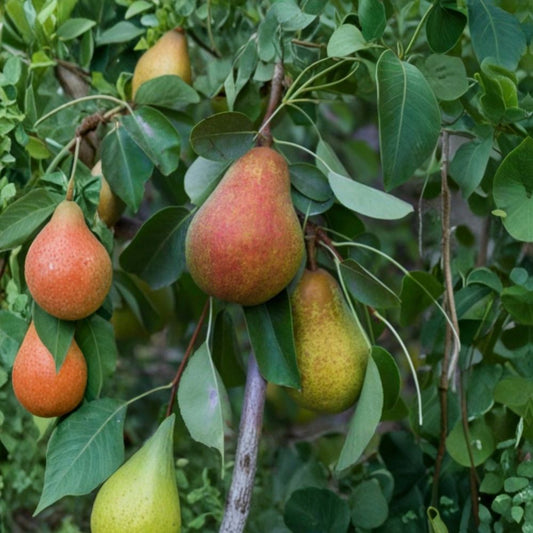 Pear ‘Warren’ – Pyrus communis Live Fruit Tree | 3 Feet Tall | Ships in 1 Gallon Pot  Premium Dessert Pear | Fire Blight Resistant | Backyard Orchard Favorite
