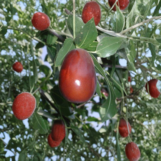 Jujube ‘Lang’ – Ziziphus jujuba ‘Lang’ Live Grafted Tree | 4 Feet Tall | Bigger Trunk | Ships in 3 Gallon Pot  Sweet Date-Like Fruit | Large Pear-Shaped Variety | Hardy & Productive