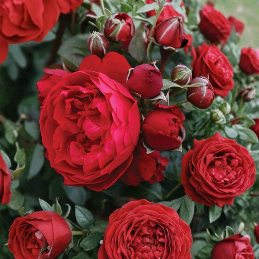 Florentina Rose Cuttings – Rare Climbing Red Rose | 3 Unrooted Cuttings for Propagation or Grafting | Fragrant Garden Rose