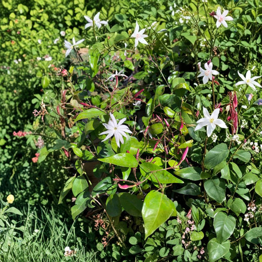 Jasminum nitidum – Angel Wings Jasmine Live Fragrant Vine | Ships in 1 Gallon Pot | Evergreen Tropical Plant  Star-Shaped White Blooms | Sweet Fragrance | Great for Trellis or Patio