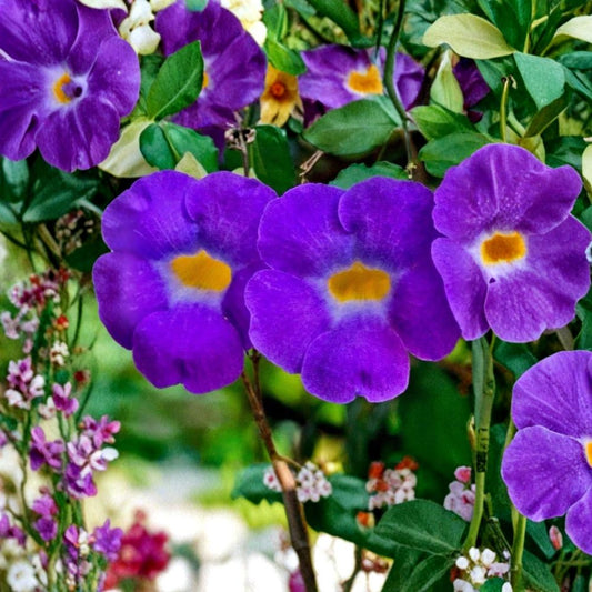 Thunbergia Erecta Cuttings – King’s Mantle Purple Flower Plant | 7 Unrooted 6 Inch Cuttings | Tropical Shrub Vine | Fast Growing