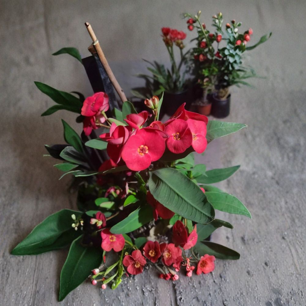 Crown of Thorns Cuttings – Euphorbia milii Live Plant | 4–6 Inch Unrooted Succulent | Flowering Desert Plant | Easy Care Indoor Outdoor