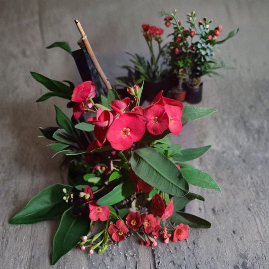 Crown of Thorns Cuttings – Euphorbia milii Live Plant | 4–6 Inch Unrooted Succulent | Flowering Desert Plant | Easy Care Indoor Outdoor
